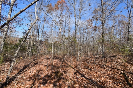 13.06 acre wooded tract with road frontage - image 3