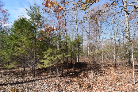 13.06 acre wooded tract with road frontage - image 1