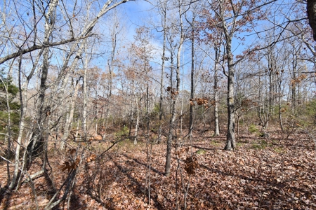 13.06 acre wooded tract with road frontage - image 5