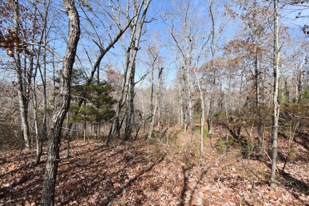 13.06 acre wooded tract with road frontage - image 6