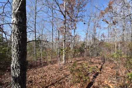 13.06 acre wooded tract with road frontage - image 2