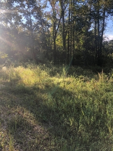 Riverfront Property For Sale Bogue Chitto River Mississippi - image 7