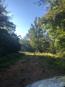 Riverfront Property For Sale Bogue Chitto River Mississippi - image 11