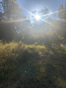 Riverfront Property For Sale Bogue Chitto River Mississippi - image 8