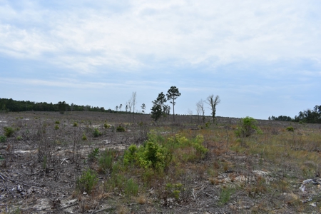 Land For Sale in Camden, SC Kershaw County - image 22