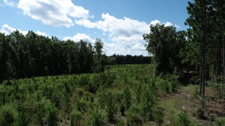 Land For Sale in Camden, SC Kershaw County - image 15