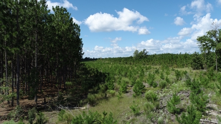 Land For Sale in Camden, SC Kershaw County - image 14