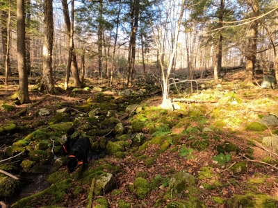Recreational land with mountain views - image 16