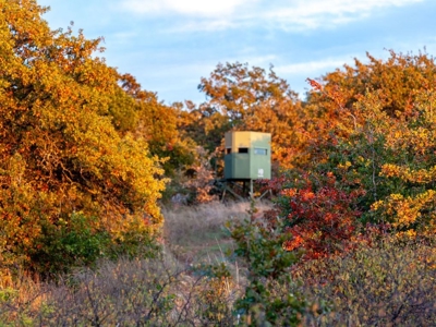 Hunting Land Cattle Ranch For Sale Bowie Montague County Tx - image 2