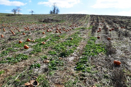 Building Lot Near the Town of Floyd VA for Sale! - image 5