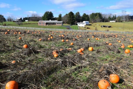 Building Lot Near the Town of Floyd VA for Sale! - image 4