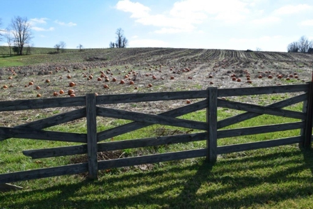 Building Lot Near the Town of Floyd VA for Sale! - image 3