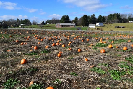 Building Site for Sale in Floyd VA! - image 12