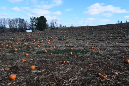 Level Building Lot for Sale in Floyd VA! - image 14