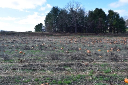 Level Building Lot for Sale in Floyd VA! - image 15