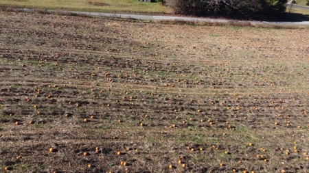 Level Building Lot for Sale in Floyd VA! - image 3