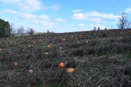 Level Building Lot for Sale in Floyd VA! - image 11