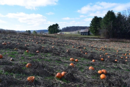 Level Building Lot for Sale in Floyd VA! - image 12