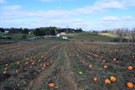 Level Building Lot for Sale in Floyd VA! - image 13