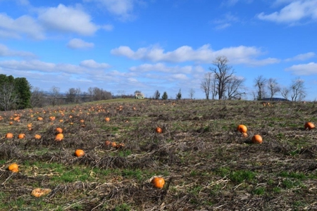 Small Building Lot for Sale in Floyd VA! - image 13