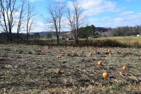 Small Building Lot for Sale in Floyd VA! - image 11