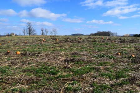 Land for Sale in Floyd VA! - image 11