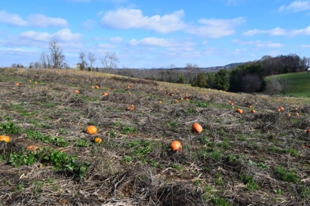 Building Site in Floyd VA for Sale! - image 13