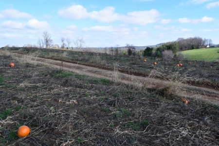 Building Site in Floyd VA for Sale! - image 1