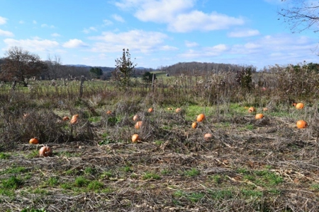 Building Site in Floyd VA for Sale! - image 12