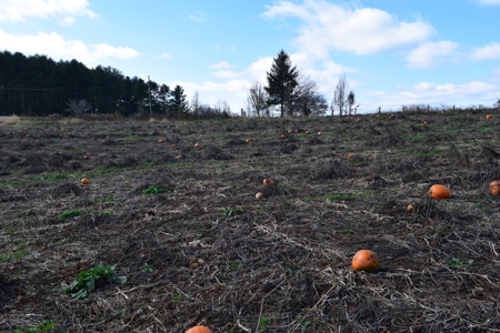 Floyd VA Home Site for Sale! - image 14