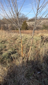 Missouri Farm For Sale With Exceptional Hunting 3.1% Roi !!! - image 6