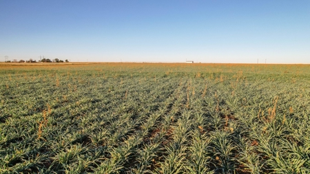 West Texas Multi-Parcel Auction - image 32