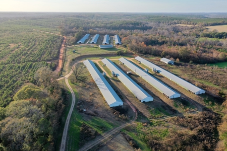 Bowen Poultry Farm - image 3