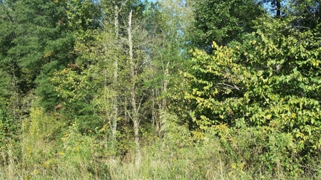Land for sale near thr Broad River Cherokee County SC - image 8