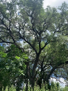 Beautiful Nueces Riverfront Ranchette in South Texas! - image 3