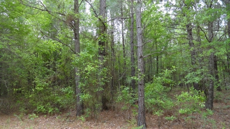 Harrison County Texas Lands For Sale - image 7