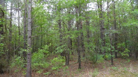 Harrison County Texas Lands For Sale - image 6