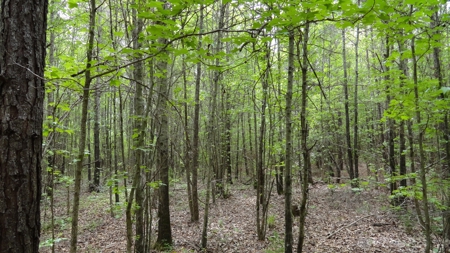 Harrison County Texas Lands For Sale - image 2