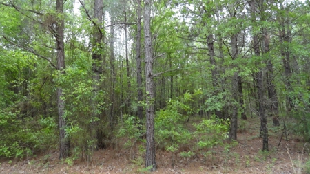 Harrison County Texas Lands For Sale - image 5