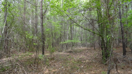 Harrison County Texas Lands For Sale - image 3