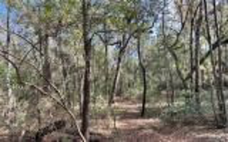 River Front Property - Live Oak Florida! - image 5