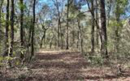River Front Property - Live Oak Florida! - image 4
