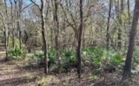 River Front Property - Live Oak Florida! - image 17