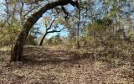 River Front Property - Live Oak Florida! - image 12