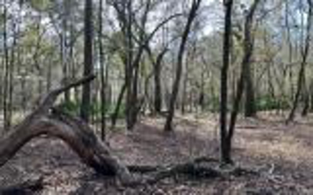 River Front Property - Live Oak Florida! - image 6