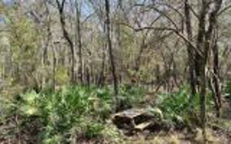 River Front Property - Live Oak Florida! - image 8