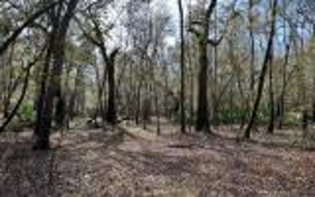 River Front Property - Live Oak Florida! - image 7