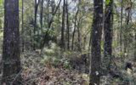 River Front Property - Live Oak Florida! - image 18