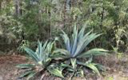 River Front Property - Live Oak Florida! - image 23