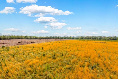Acerage For Sale In Live Oak, Suwannee County, Florida - image 16